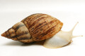 Lissachatina reticulata albino body adult